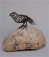 ptica na kamenu